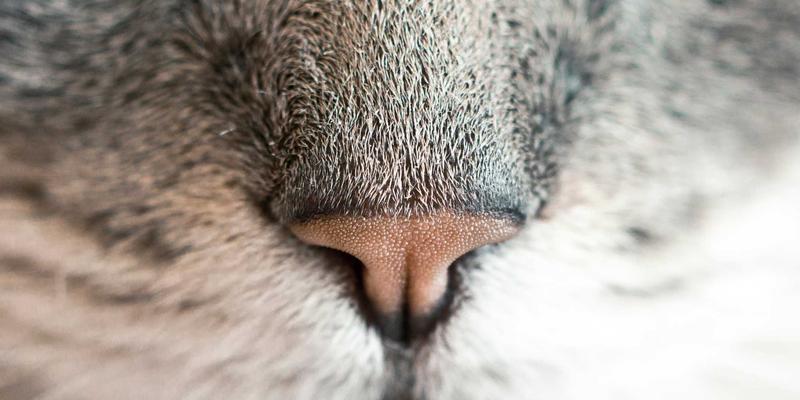 从旅行分享到商业变现：旅游博主如何在社交平台打造个人品牌与结伴旅行生态