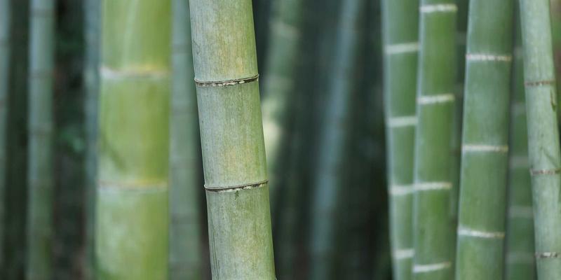 旅行分享与组队新趋势：宠物友好型结伴旅行全攻略